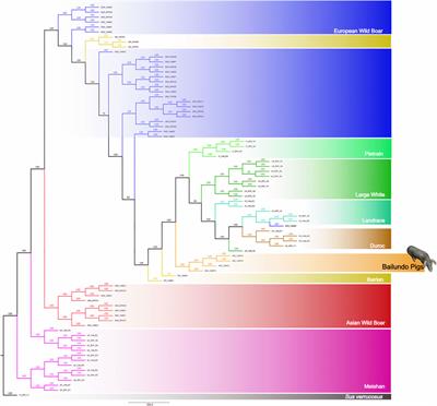 Lost pigs of Angola: Whole genome sequencing reveals unique regions of selection with emphasis on metabolism and feed efficiency